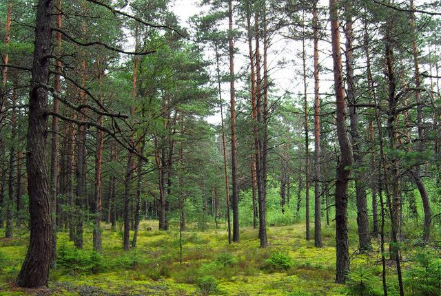中國(guó)主要的松木產(chǎn)地有哪些，不同產(chǎn)地的松木有哪些區(qū)別