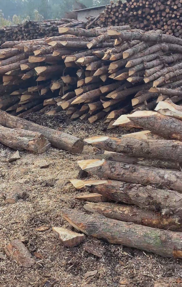 杭州高效打松木樁服務-河道打木樁的位置確定?